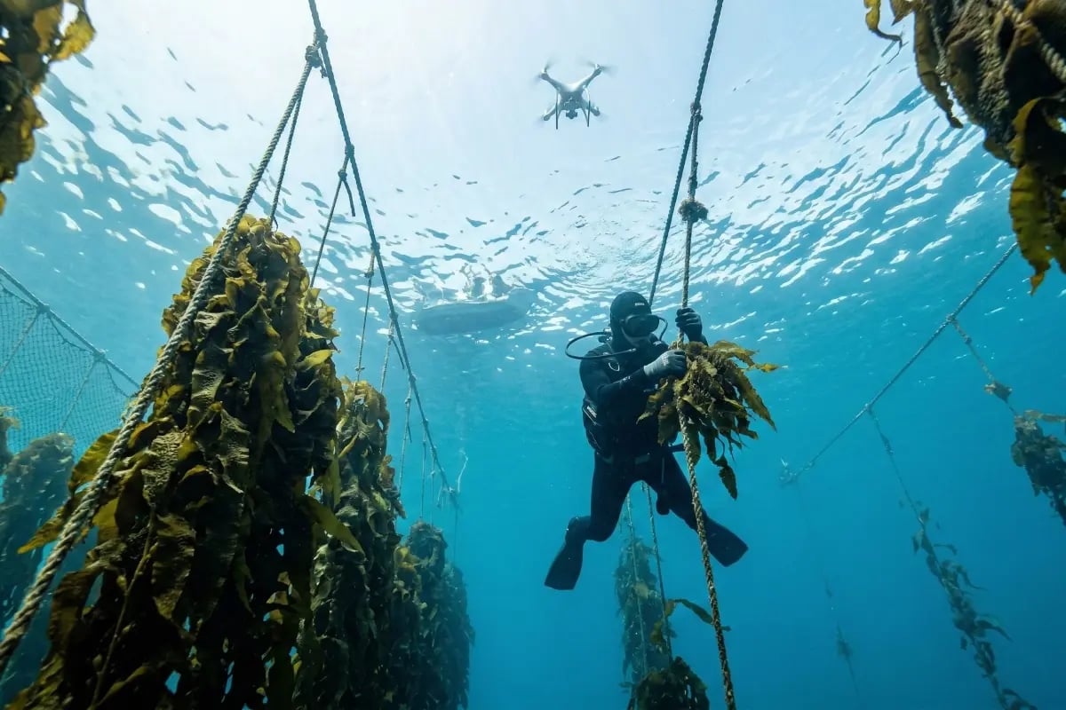 030326_CU_South Korea’s Carbon Market Enters a New Phase as Allowance Prices Surge and Blue Credits Advance_visual 1