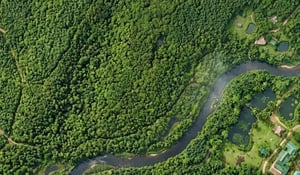 Bosdegradatie: het belang van Verra’s nieuwe module voor CO₂-markten