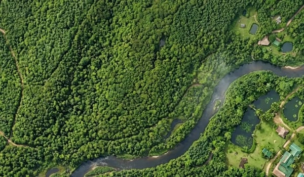Bosdegradatie: het belang van Verra’s nieuwe module voor CO₂-markten