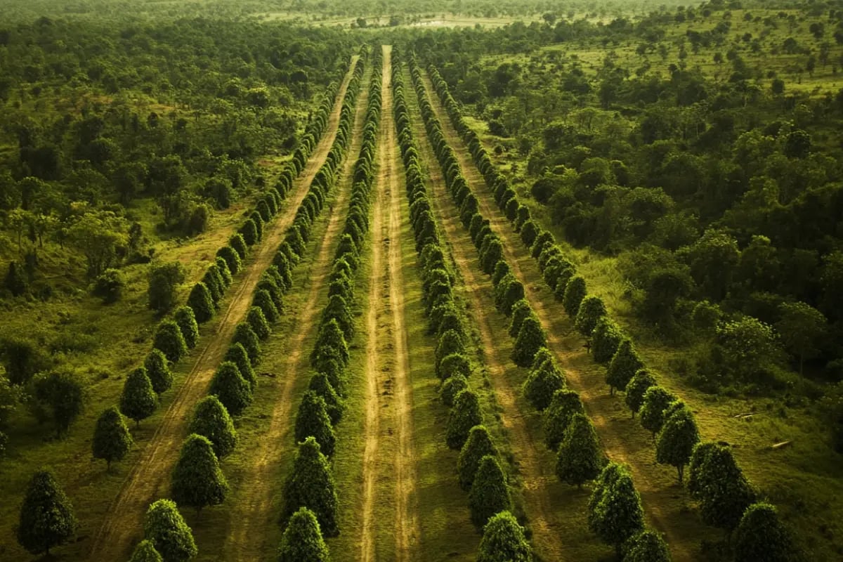 120525_Industry stakeholders call for governmental support to strengthen voluntary carbon markets_visual 1