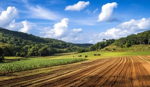 Wat is agroforestry? Waar landbouw en CO₂-opslag samenkomen