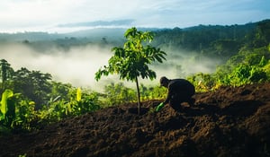 Brazilië steunt groot project voor bosherstel en CO₂-compensatie