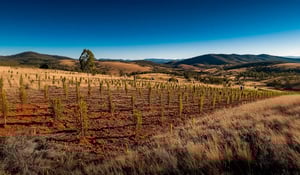 Australië lanceert grootste herbebossingsproject onder EP-systeem