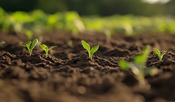 Brazilië lanceert eerste CO₂-certificaten voor koolstofopslag in bodem