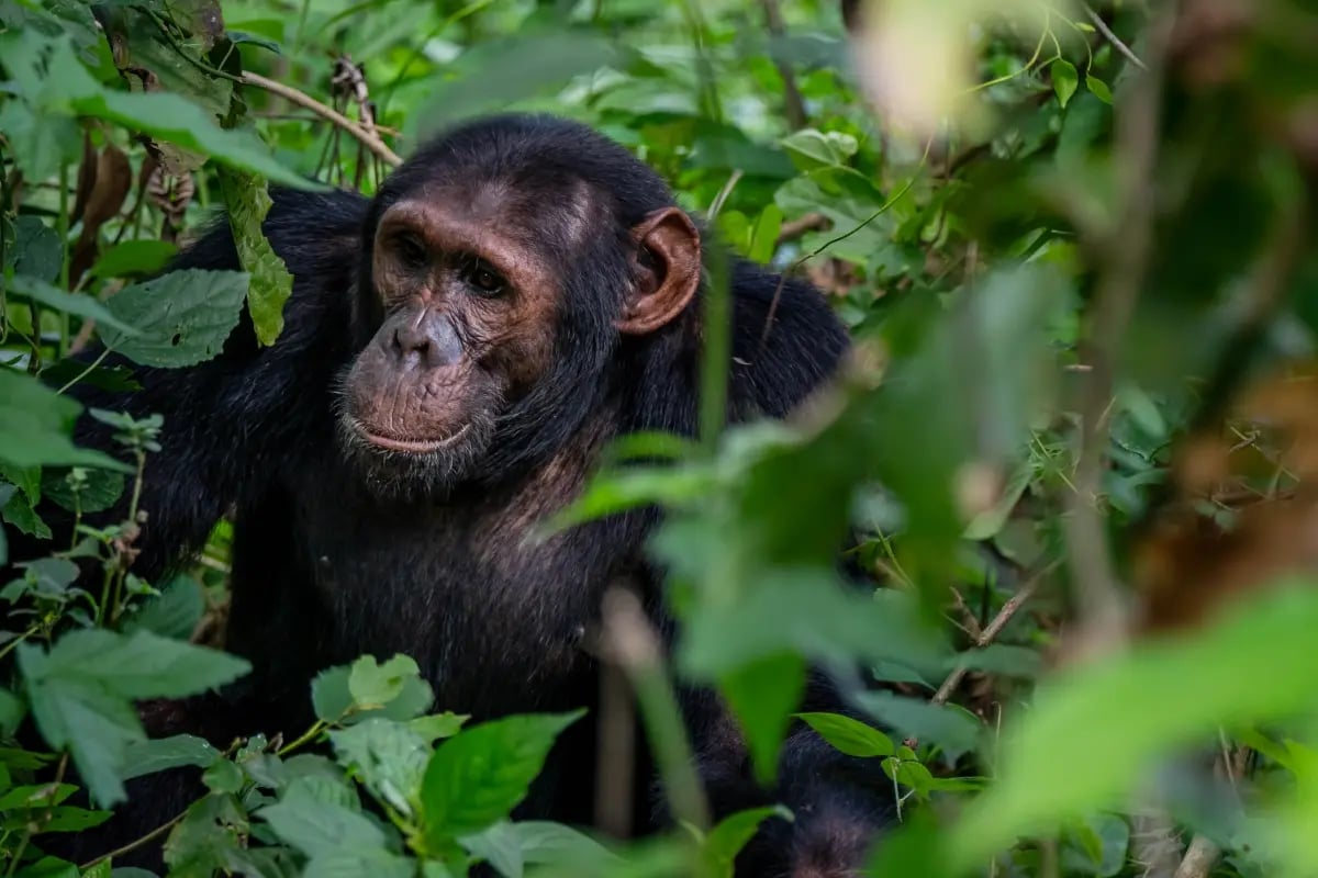 Eyes in the Sky, Roots in the Soil_Innovations in Monitoring Nature-Based Carbon_visual 6