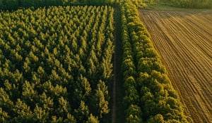 Beleggerscoalitie eist sterker wereldwijd optreden tegen bosverlies