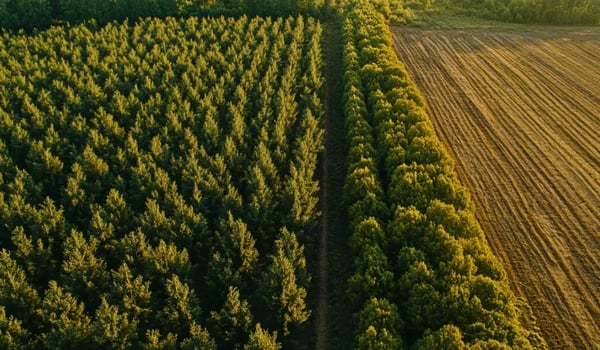 Beleggerscoalitie eist sterker wereldwijd optreden tegen bosverlies