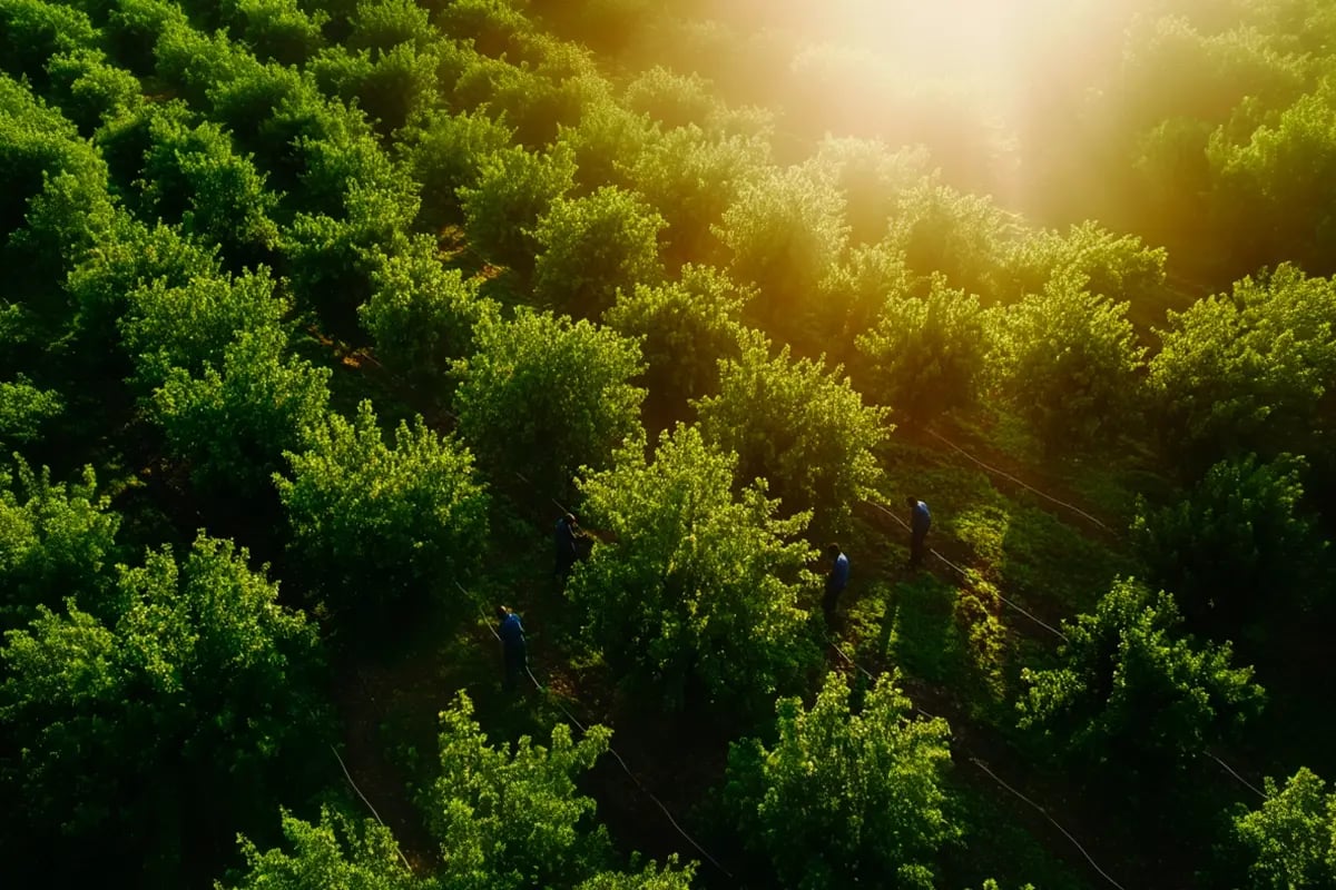 Is Net Zero Still a Priority for Businesses, What the Data Says_Drone view of a local community working at a tree nursery as part of a reforestation initiative_visual 5