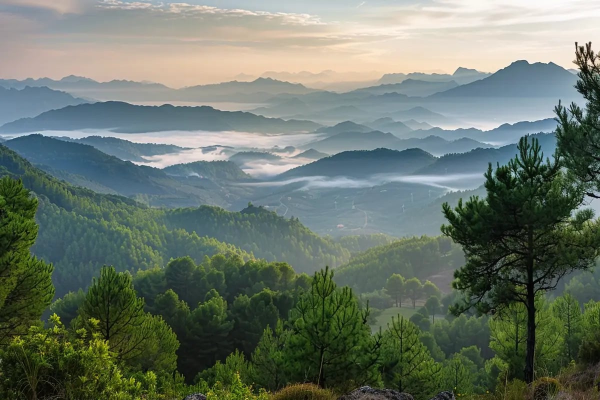 Italy Launches National Carbon Registry to Boost Forest Protection_visual 1