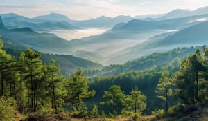 Italië lanceert nationaal CO₂-register om bossen te beschermen