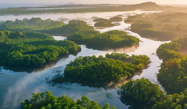 10 miljoen mangrovebomen geplant voor herstel Mozambikaanse kust