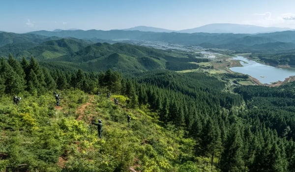 Meer CO₂-deals natuurprojecten in november en gestegen Japanse prijzen