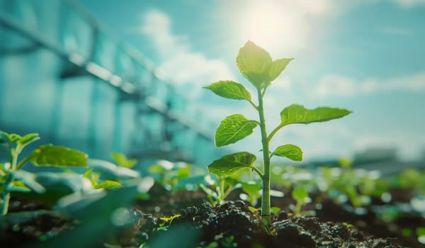 Natuurprojecten en technologische CO2-afvang vergeleken