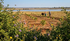 Terugblik vrijwillige CO₂-markt in 2025: verschuiving naar kwaliteit
