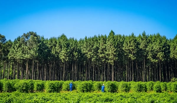 Record afgeboekte certificaten: nadruk op naleving en kwaliteit