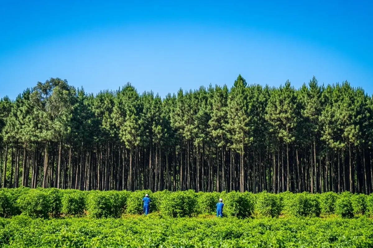 Record-Breaking Carbon Credit Retirements Signal Market Shift Toward Quality and Compliance_visual 1