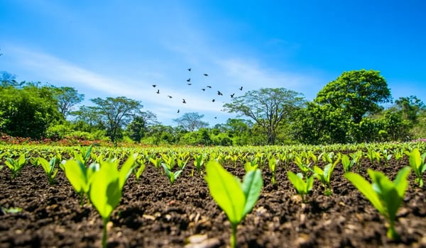 Het keerpunt in 2025: meer ingetrokken dan uitgegeven CO₂-certificaten