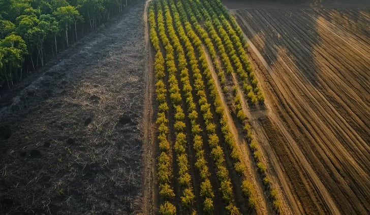 Trillion-dollar investor alliance calls for stronger global policies to stop deforestation_featured