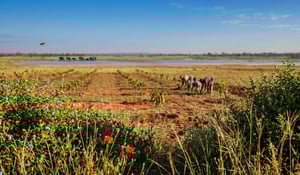 Belang van integriteit: terugblik op de vrijwillige CO₂-markt in 2025