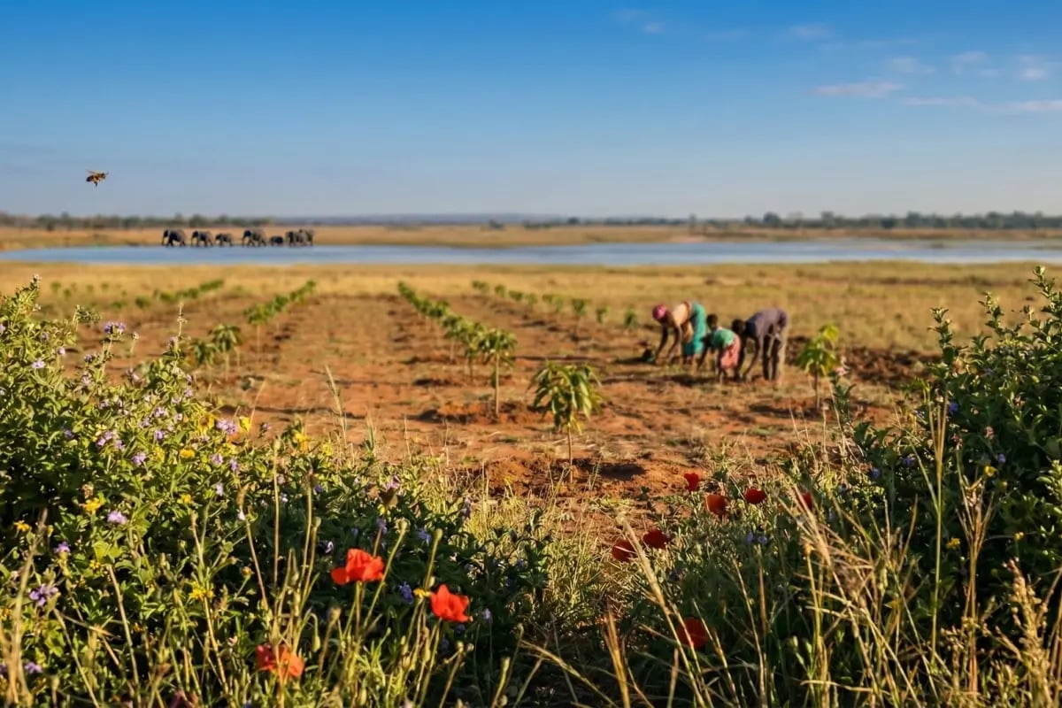 When Integrity Matters Most_ The Voluntary Carbon Market in Review_visual 1