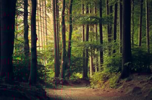 Hoe DGB Group voorop loopt op het gebied van biodiversiteitscertificaten